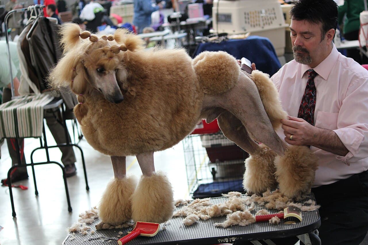 Corte de raza · perro mediano