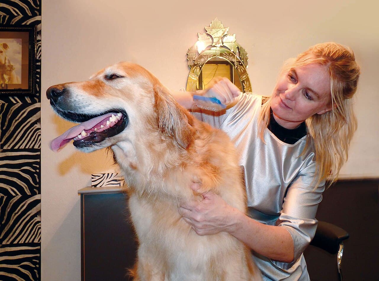 Perro recién arreglado en Traviesos Peluquería Canina